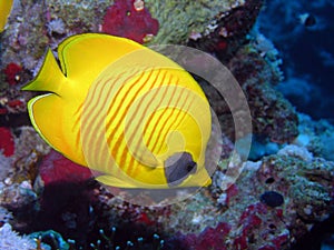 Yellow butterfly fish