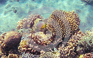 Yellow butterfly fish in coral reef. Tropical seashore inhabitants underwater photo.