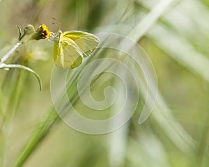 Yellow Butterfly on Flower