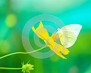 Yellow butterfly on flower, Thailand.