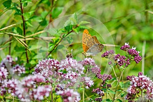 Yellow butterfly on a flowering valerian shrub