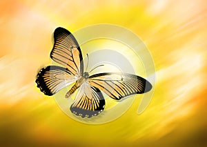 Yellow Butterfly Flying