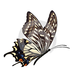 Yellow butterfly flying