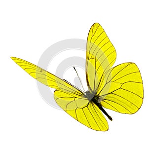 Yellow butterfly flying