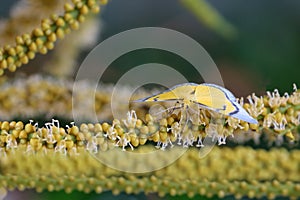 Yellow butterfly flying and swarm a pollen of betel palm flower