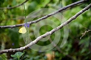 Yellow butterfly gathering nectar from the blossom of a medicinal plant known as snakeweed