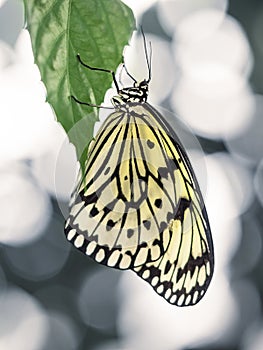 Yellow Butterfly Hanging on Green Leaf with Abstract Background