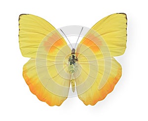 Yellow butterfly isolated on white