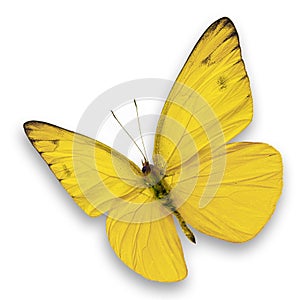 Yellow butterfly