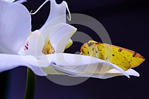 Yellow Butterfly is laying over an orchid.