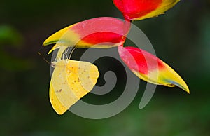 Yellow butterfly macro close-up sitting upside down on the hanging tropical flower Heliconia Heliconia pendula against green