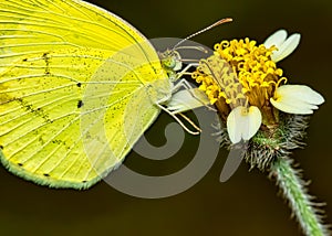 Yellow butterfly. Macro photo of a yellow butterfly of the species Pyrisitia nise on a flower in the garden photo