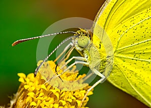 Yellow butterfly. Macro photo of a yellow butterfly of the species Pyrisitia nise on a flower in the garden