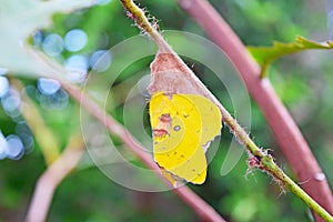 Yellow butterfly on nest