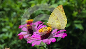 yellow butterfly on petals of magenta Zinnia flower