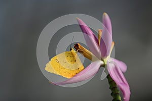 Yellow Butterfly (Phoebis Philea)