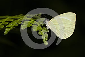A yellow butterfly photographed in Argentina