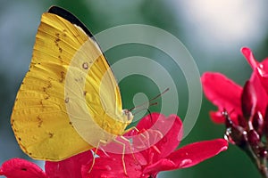 Yellow butterfly pieridae