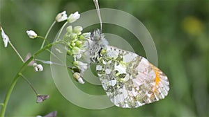 Yellow butterfly Pieridae