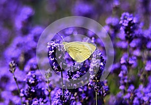 Yellow butterfly Pieris rapae on lavender flowers