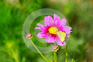 Yellow butterfly and pink Cosmos