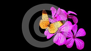 Yellow butterfly on a pink flower. - animated video - 4k