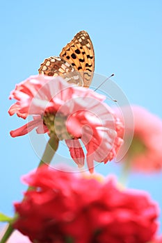 Yellow butterfly on pink flower