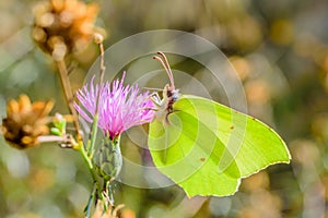 Yellow butterfly on pink innkeeper