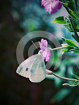 Yellow Butterfly on Purple