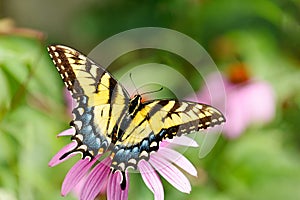 Yellow butterfly on purple coneflower