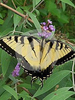 Yellow butterfly on Purple Flower