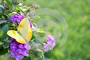 Yellow Butterfly on Purple Flowers Background