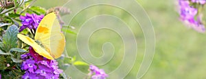 Yellow Butterfly on Purple Flowers Background