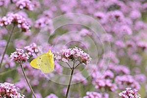 Yellow butterfly in purple flowers