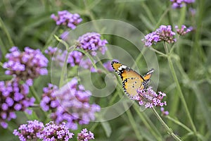 Yellow butterfly on a purple verbena