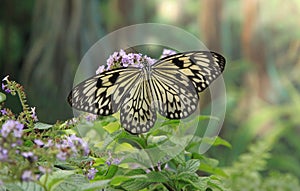 Yellow Butterfly on purple wild flowers