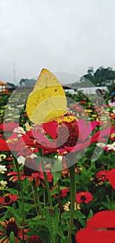 Yellow butterfly on red flower In the flower garden