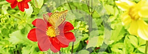 Yellow butterfly on a red flower.