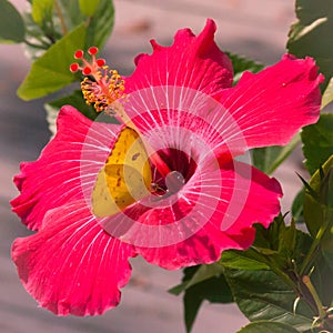 Yellow Butterfly Red Flower