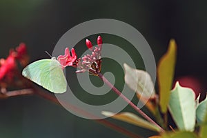 A yellow butterfly on red flower