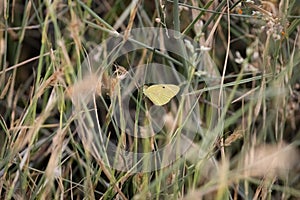 Yellow butterfly resting in the grass