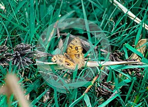 Yellow butterfly sitting on a dry leaf