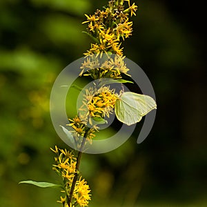 Yellow butterfly sitting on flower. (gonepteryx rhamni)