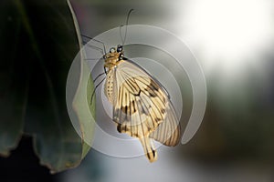 yellow butterfly sitting vertically on