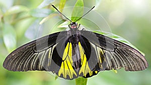 gracious colorful black and yellow butterfly spreading its large wings, beautiful Lepidoptera insect  photo