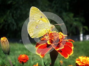 Yellow butterfly on tagete photo