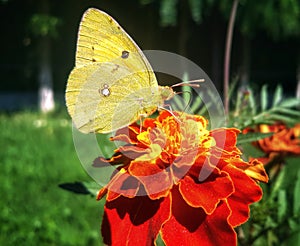 Yellow butterfly on there flower tagete photo
