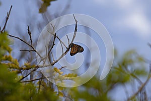 Yellow butterfly on tree branch with blue sky photo