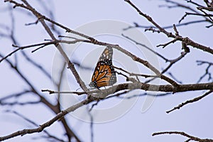 Yellow butterfly on branch photo