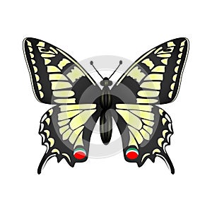 Yellow butterfly vector illustration isolated on white background.